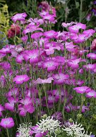 Purple Hoary Stock Flower Seeds 