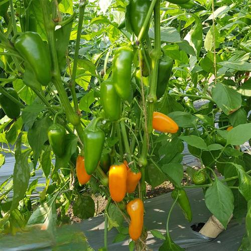 Orange Green Amarillo Chili Seeds for Planting – Heirloom & Non-GMO Pepper Seeds for Bold Spice Gardens