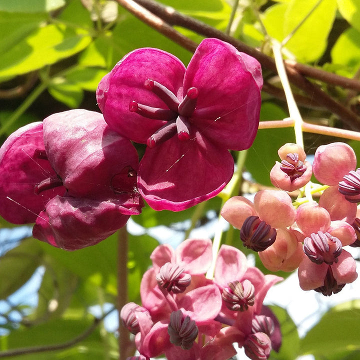 Flower Seeds, Seeds,Seeds For Planting,Plant Seeds
