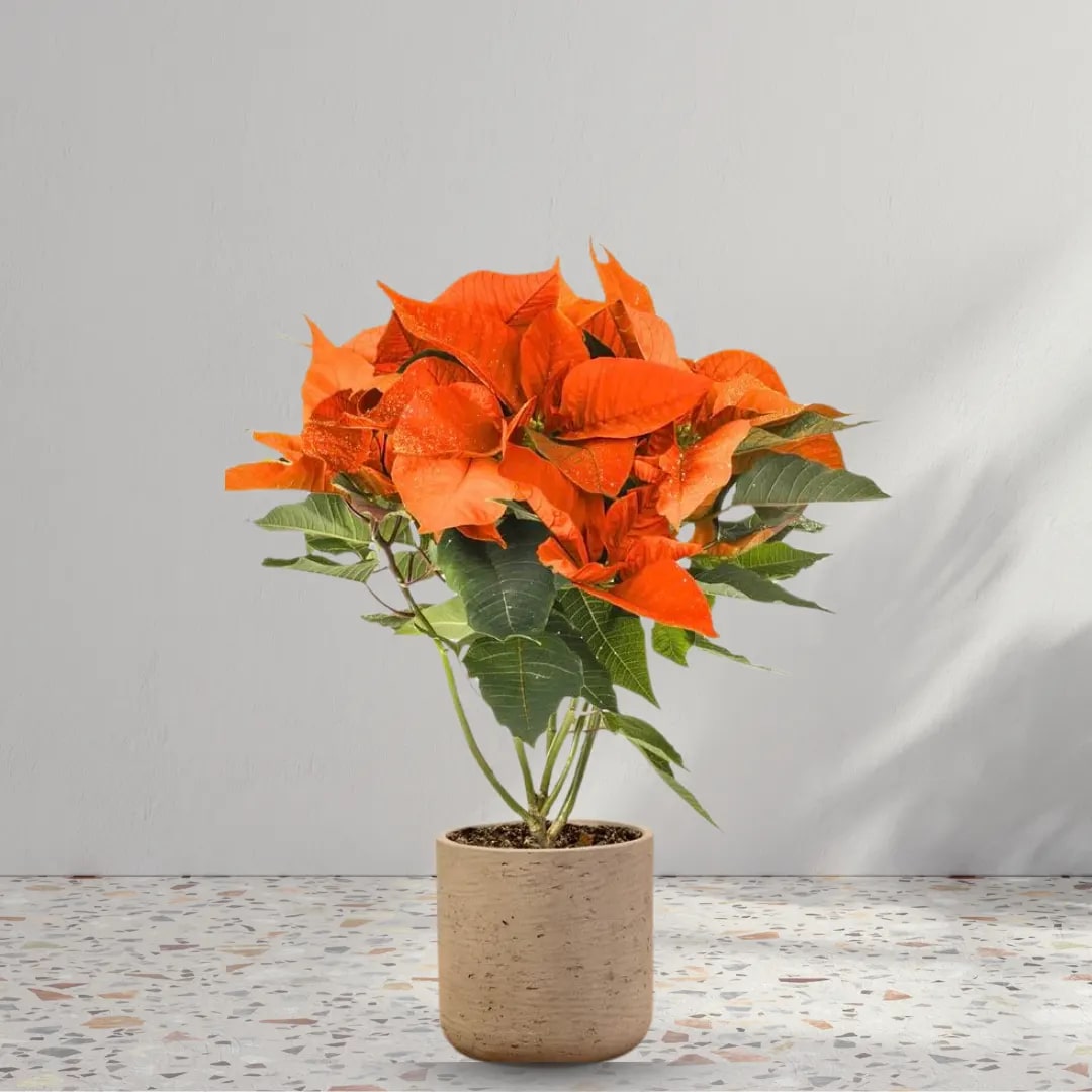 Orange Poinsettia Seeds for Planting