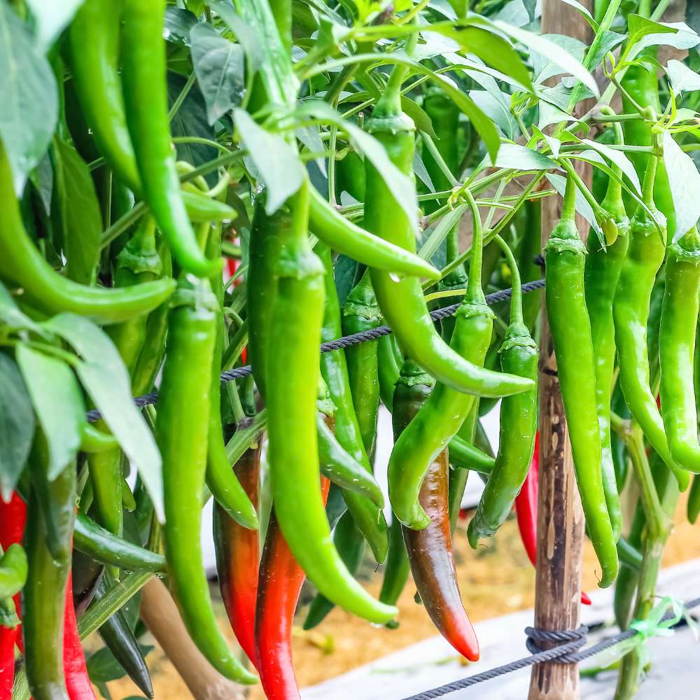 Chilli Pepper Seeds – Heirloom Non-GMO Spicy Vegetable Garden Seeds for Planting, High Germination