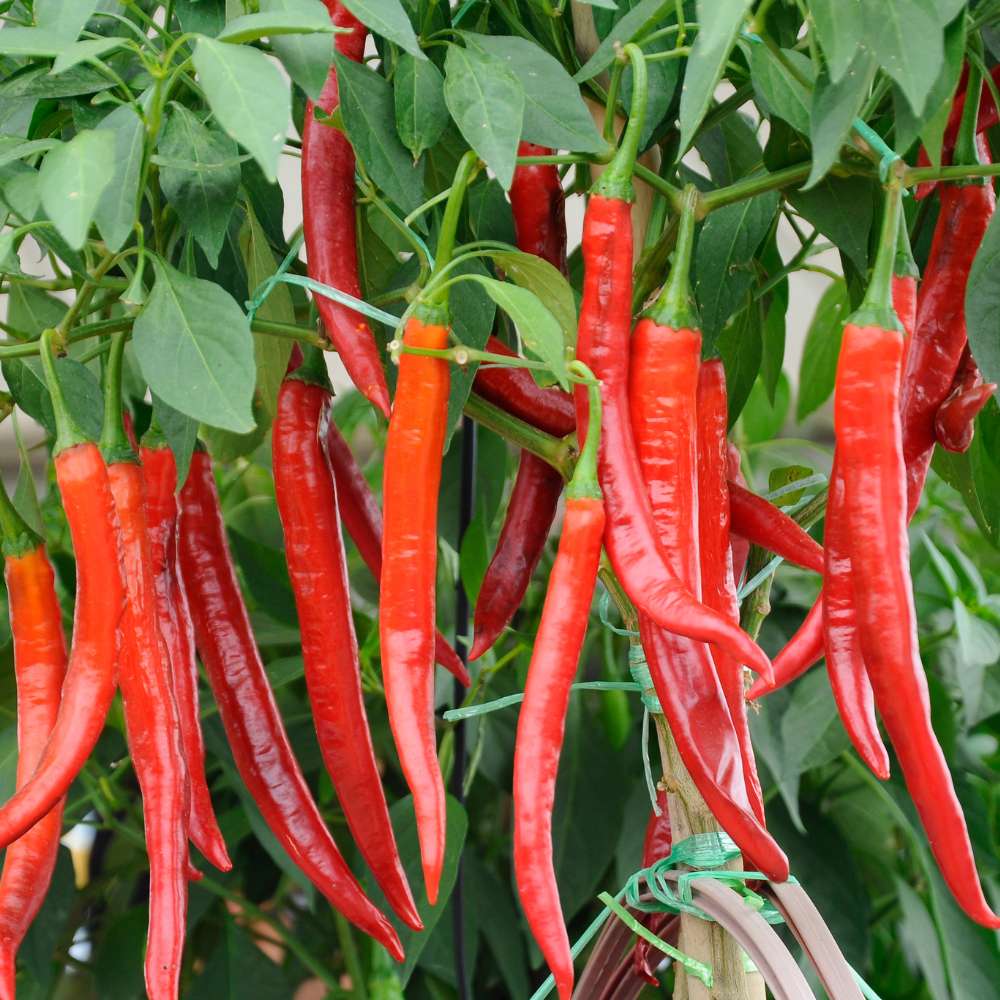Spicy Hot Pepper Seeds – Heirloom Non-GMO Bold Chili Vegetable Garden Seeds for Planting