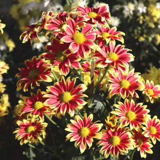 Gazania Sunshine Flower Seeds for Planting – Heirloom & Non-GMO Drought-Tolerant Blooms for Sunny Borders & Containers