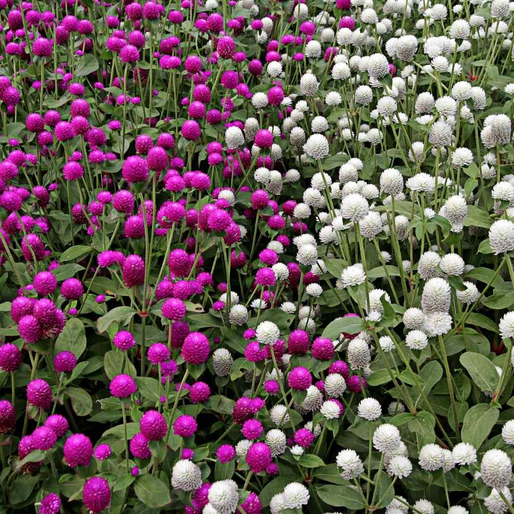 Gomphrena Flower Seeds for Planting – Heirloom, Non-GMO, High Germination Organic Garden Seeds
