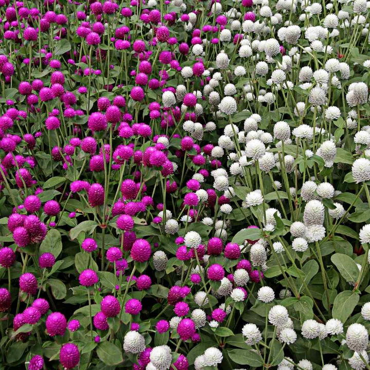 Gomphrena Flower Seeds for Planting – Heirloom, Non-GMO, High Germination Organic Garden Seeds