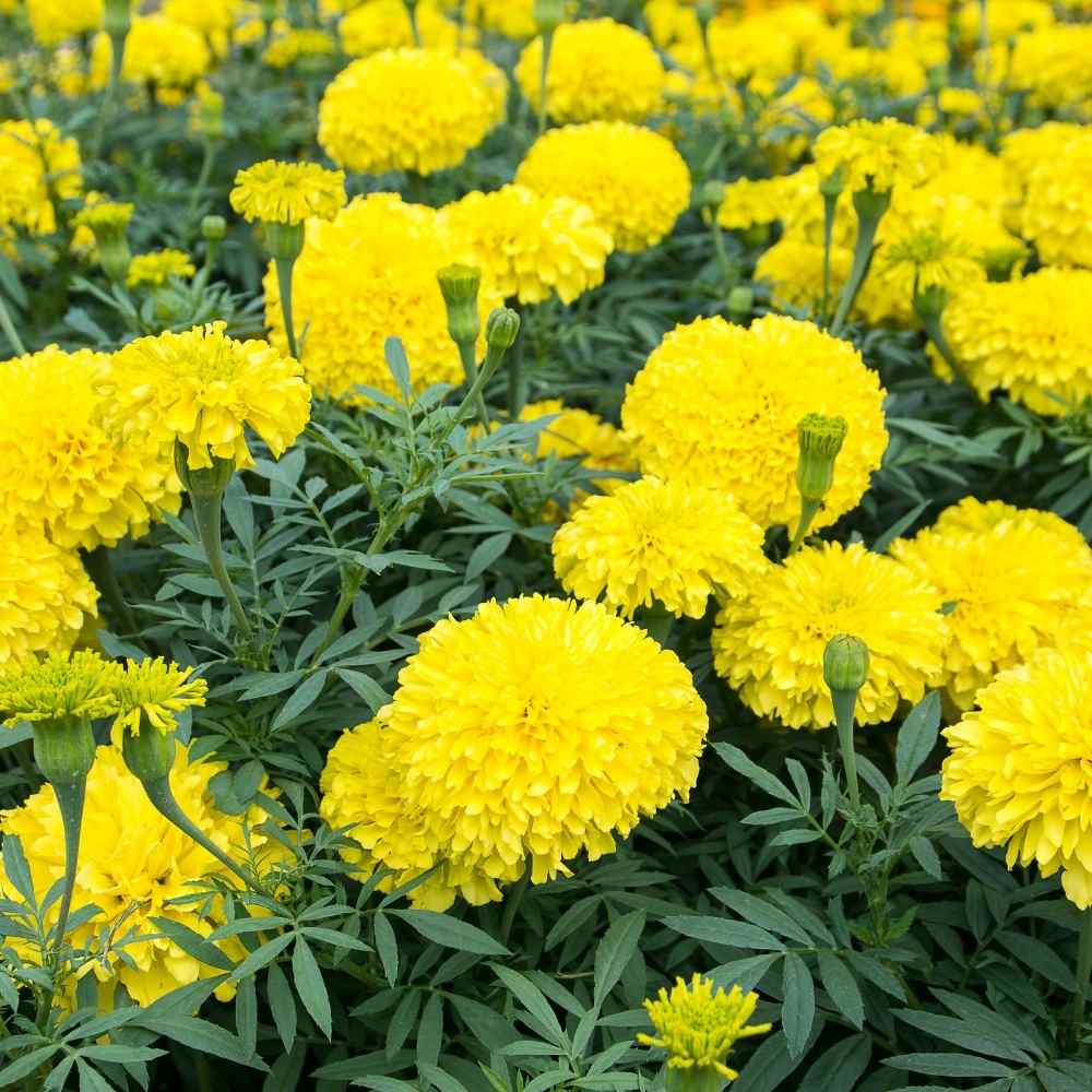 Yellow Marigold Flower Seeds for Planting – Fragrant Blossoms, Heirloom, Non-GMO, High Germination Organic Garden Seeds