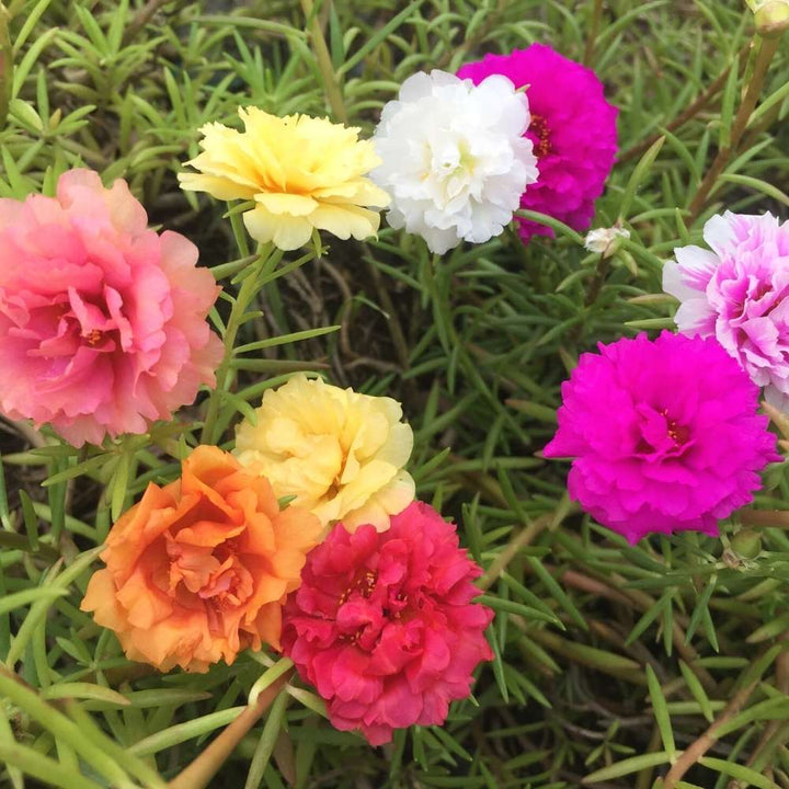 Mixed Portulaca Rose Flower Seeds for Planting – Heirloom Non-GMO, High Germination Organic Garden Seeds