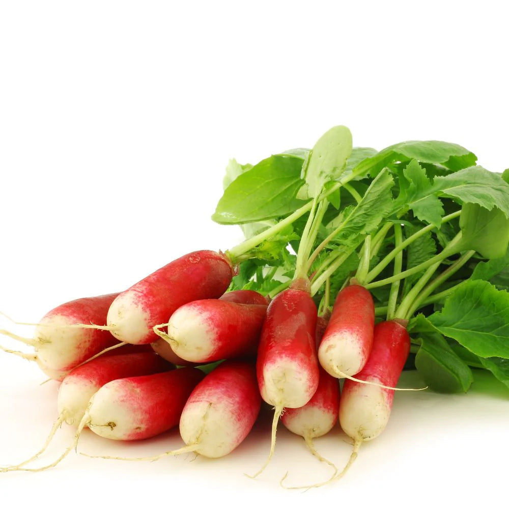 Red & White Radish Seeds for Planting – Heirloom Non-GMO, Fast-Growing Organic Garden Seeds for Crisp Roots