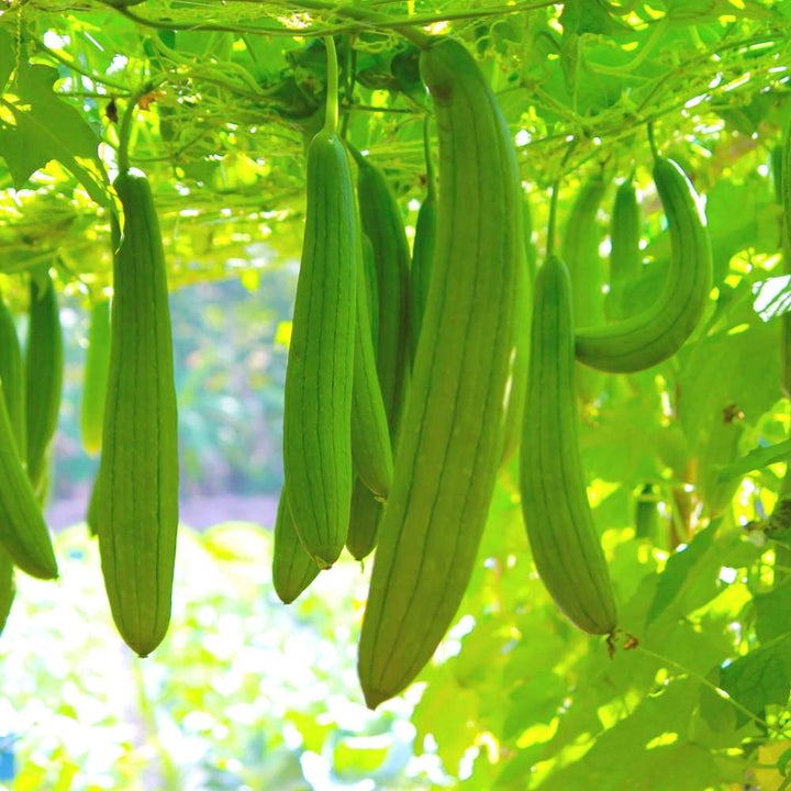 Green Luffa Seeds for Planting – Heirloom Non-GMO Edible & Sponge Gourd Vegetable Seeds with High Germination