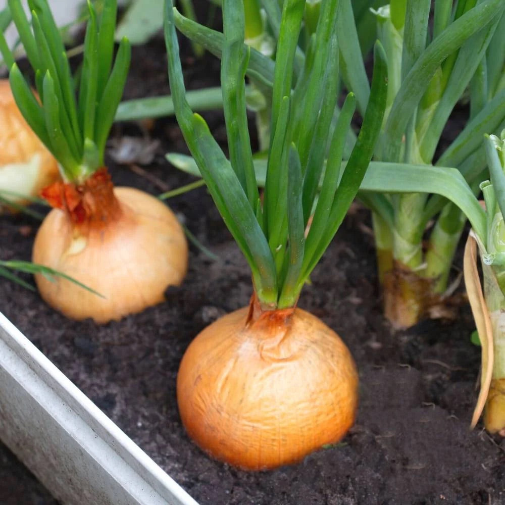 Heirloom Non-GMO Yellow Onion Vegetable Seeds for Planting – High-Yield Garden Seeds