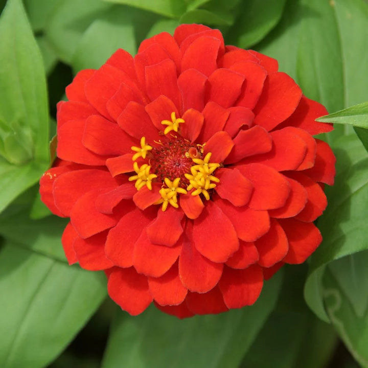 Light Red Zinnia Flower Seeds for Planting – Seasonal Bloomer, Heirloom, Non-GMO, Home Garden