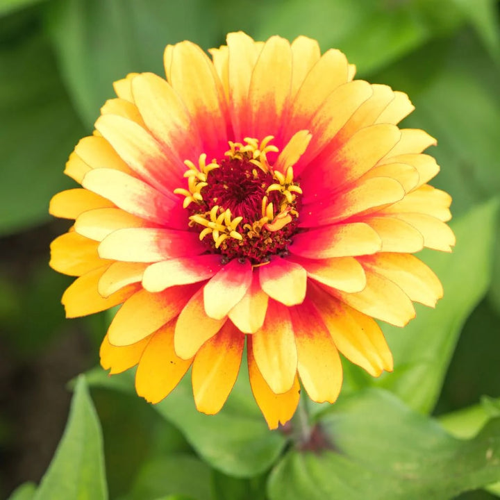 Red Yellow Zinnia Flower Seeds for Planting – Easy to Grow Heirloom, Non-GMO Seeds for Home Garden