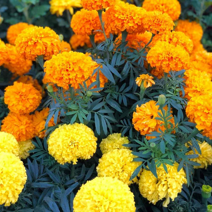 Marigold Flower Seeds for Planting Multi-Colour – Heirloom, Non-GMO, High Germination Organic Garden Seeds
