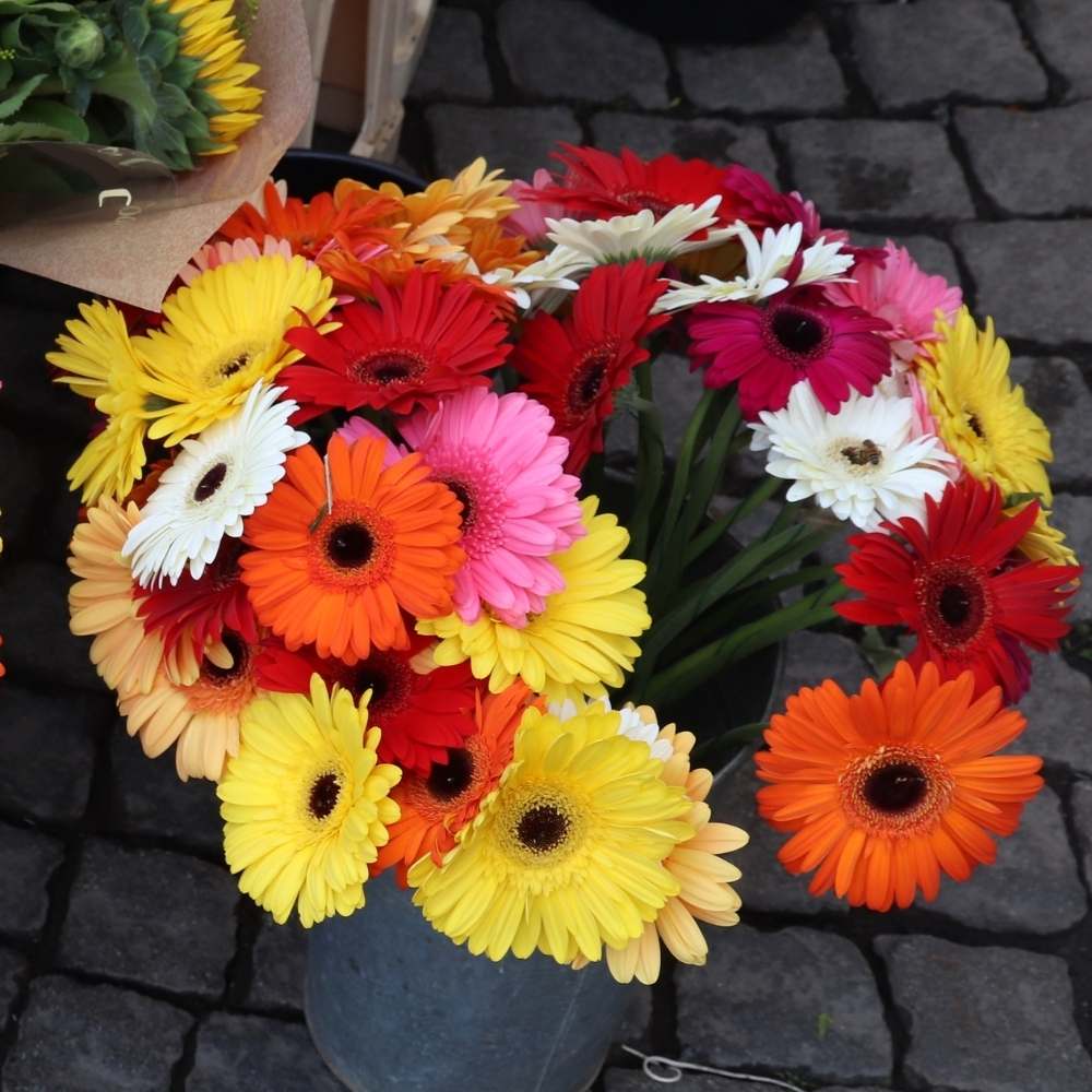 gerbera flower seeds Gerbera Flower Seeds for Planting Mixed Colour – Heirloom, Non-GMO, High Germination Organic Garden Seeds