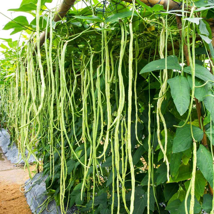 Yard Long Bean Seeds for Planting – Heirloom, Non-GMO, Nutritious Climbing Vegetable – High Germination