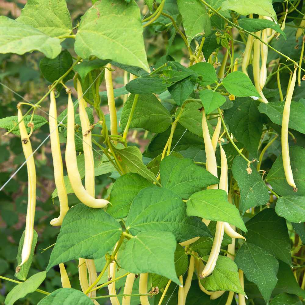 Yellow Wax Bean Seeds for Planting – Heirloom Non‑GMO High Germination Organic Garden Seeds, Tender Snap Vegetables