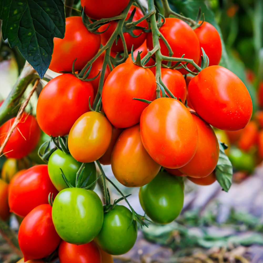 Piennolo Tomato Vegetable Seeds for Planting – Heirloom & Non-GMO Seeds, Classic Italian Variety for Sauces