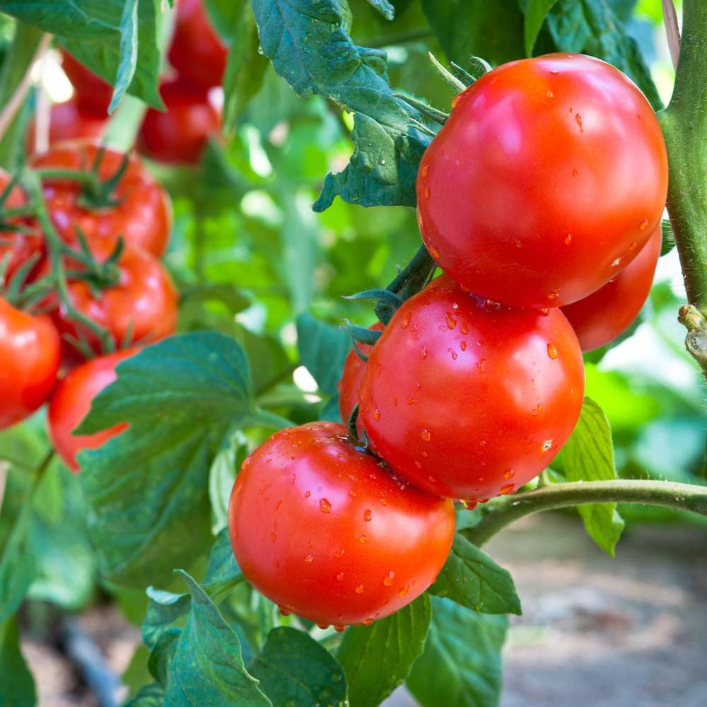 Red Tomato Vegetable Seeds for Planting – Heirloom & Non-GMO Garden Seeds for Classic Harvests