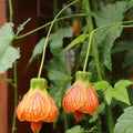 Red Abutilon Striatum Flower Seeds for Planting – Heirloom, Non-GMO, High Germination Organic Garden Seeds