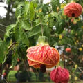 Red Abutilon Striatum Flower Seeds for Planting – Heirloom, Non-GMO, High Germination Organic Garden Seeds