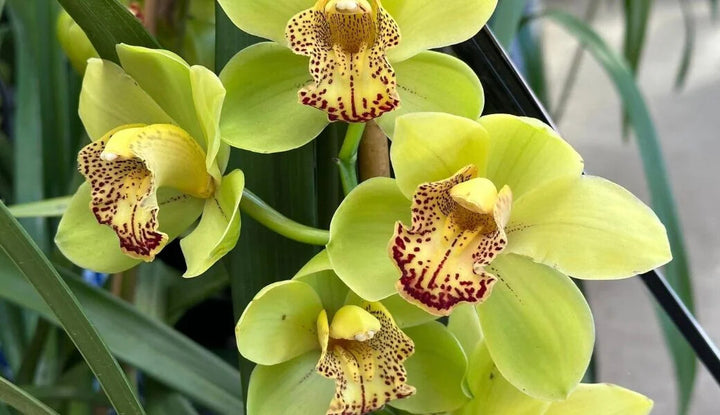 Orchid Cymbidium Flower Seeds for Planting – Heirloom Non-GMO, High Germination Organic Garden Seeds