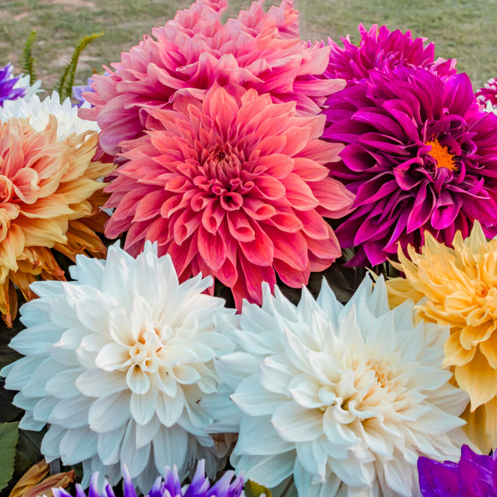 Mix Dahlia Fantasy Flower Seeds for Planting – Heirloom Non-GMO, High Germination Organic Garden Seeds