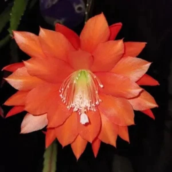 Orange Nopalxochia Flower Seeds for Planting – Heirloom Non-GMO Seeds for Home Garden
