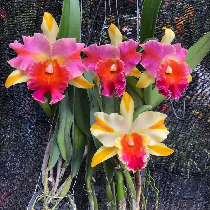Cattleya Multicolor Orchid Flower Seeds for Planting - Heirloom, Non-GMO, High Germination Garden Seeds
