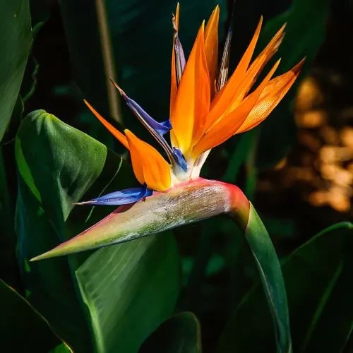 Yellow Blue Strelitzia Reginae Flower Seeds for Planting – Cut Flower Favorite, Heirloom, Non-GMO
