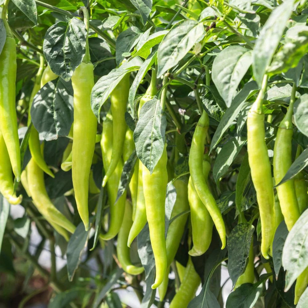 Light Green Pepper Seeds for Planting – Heirloom Non-GMO Mild Vegetable Seeds with High Germination for Organic Gardens