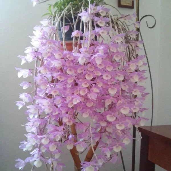 Dendrobium Aphyllum Flower Seeds for Planting – Heirloom, Non-GMO, Long Bloom Seeds