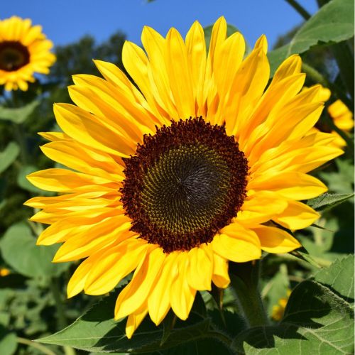 Sunflower Bonsai Flower seeds for Planting - Compact Growth, Heirloom & GMO Free Seeds for Home Garden, Non-GMO