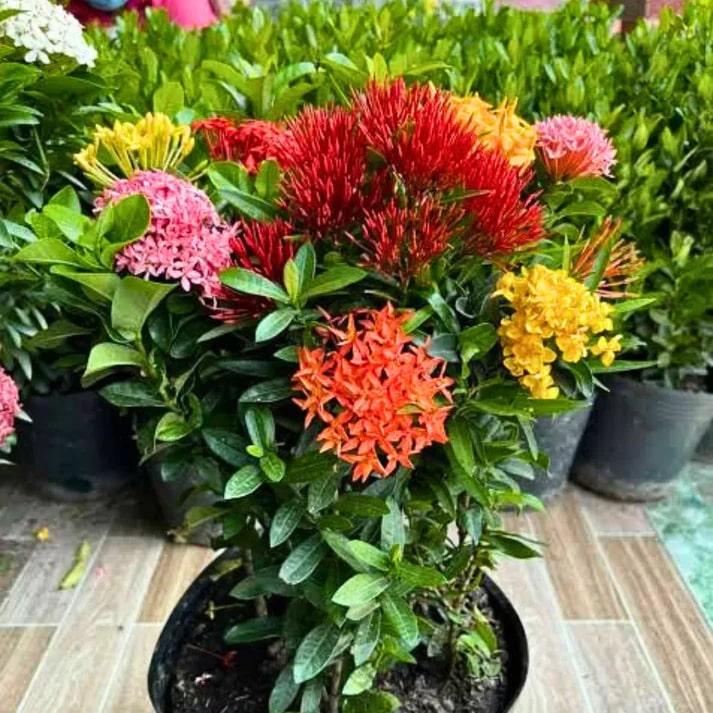 Ixora Flower Seeds for Planting – Fragrant Blossoms, Heirloom Non-GMO, High Germination Organic Garden Seeds