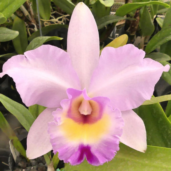 Light Pink Cattleya Flower Seeds for Planting – Heirloom Non-GMO High Germination Organic Garden Seeds