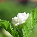 Jasminum Flower Seeds for Planting – Heirloom, Non-GMO Cut-Flower Favorite Organic Garden Seeds