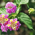 Camara Flower Seeds for Planting – Heirloom, Non-GMO Fragrant Organic Garden Seeds