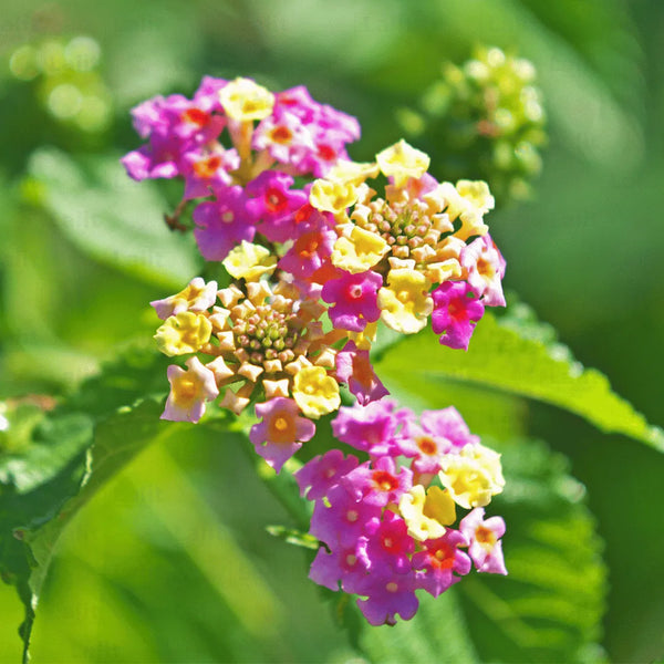 Flower Seeds, Seeds,Seeds For Planting,Plant Seeds