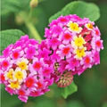 Camara Flower Seeds for Planting – Heirloom, Non-GMO Fragrant Organic Garden Seeds