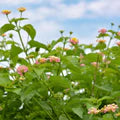 Camara Flower Seeds for Planting – Heirloom, Non-GMO Fragrant Organic Garden Seeds