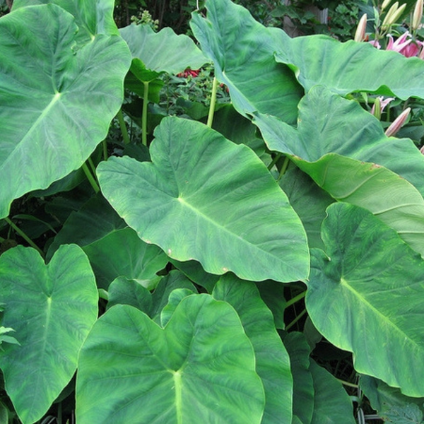 Flower Seeds, Seeds,Seeds For Planting,Plant Seeds