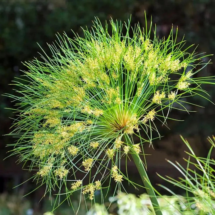 Egyptian Papyrus Flower Seeds for Planting – Heirloom, Non-GMO, High Germination Organic Garden Seeds