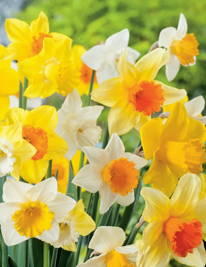 Mixed Daffodils Flower Seeds for Planting – Heirloom, Non-GMO, High Germination Blooms