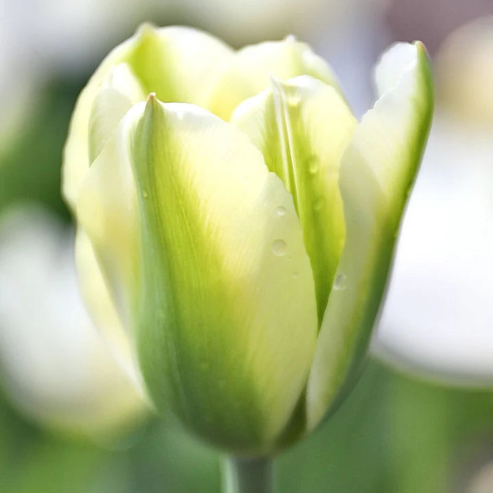 Green White Tulip Flower Seeds for Planting – Heirloom, Non-GMO, High Germination Organic Garden Seeds