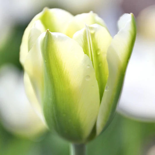 Green Tulip Flower Seeds for Planting – Heirloom, Non-GMO, High Germination Organic Garden Seeds