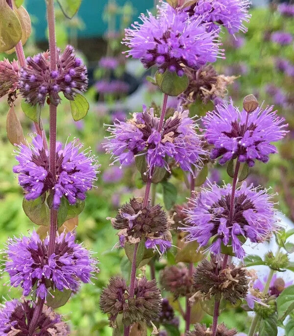 Purple Pulegium Flower Seeds for Planting – Heirloom Non-GMO, High Germination Organic Garden Seeds