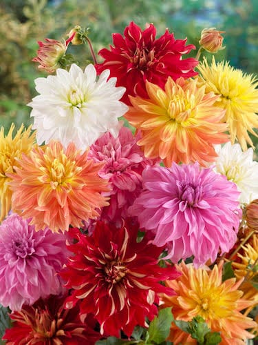 Dahlia Flower seeds for Planting - Fragrant Blossoms, Heirloom & GMO Free Seeds for Home Garden Non-GMO