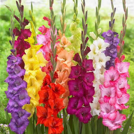 Gladiolus Bulbs Flower Seeds for Planting – Heirloom Non-GMO Seeds, High Germination Organic Garden Seeds