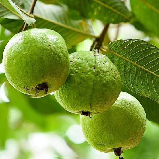 Thai White Guava Fruit Seeds for Planting – Heirloom Non-GMO High Germination Organic Garden Seeds