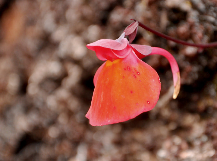 Orange Utricularia Flower Seeds for Planting – Heirloom Non-GMO, High Germination Organic Garden Seeds