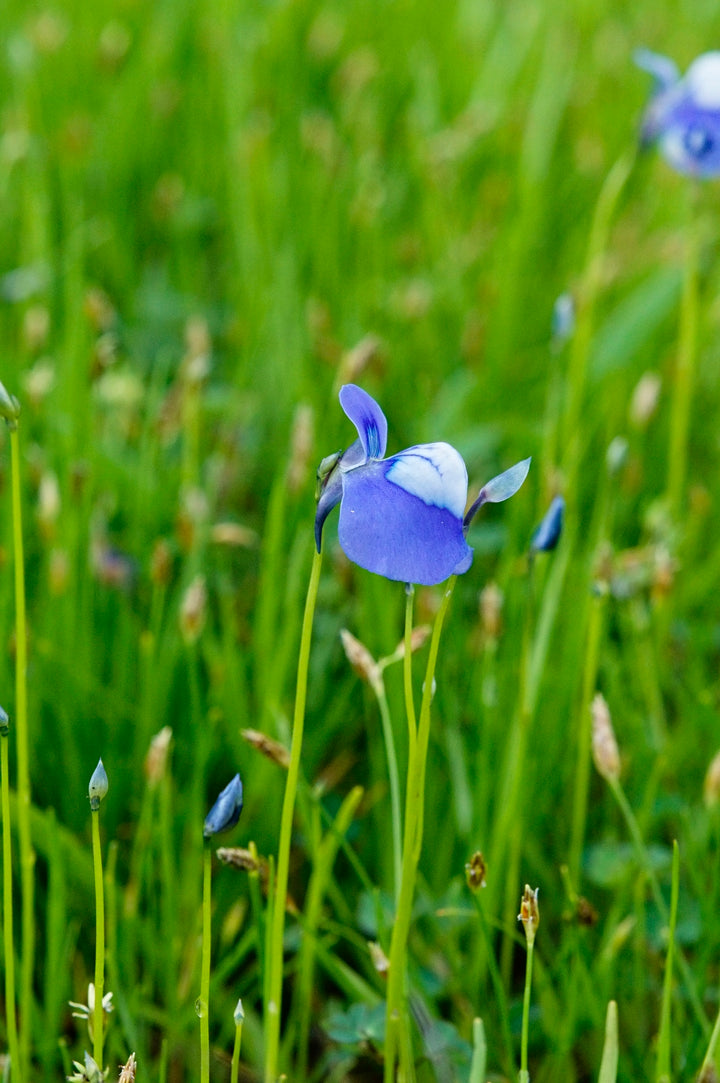 Blue Utricularia Flower Seeds for Planting – Heirloom Non-GMO, High Germination Organic Garden Seeds